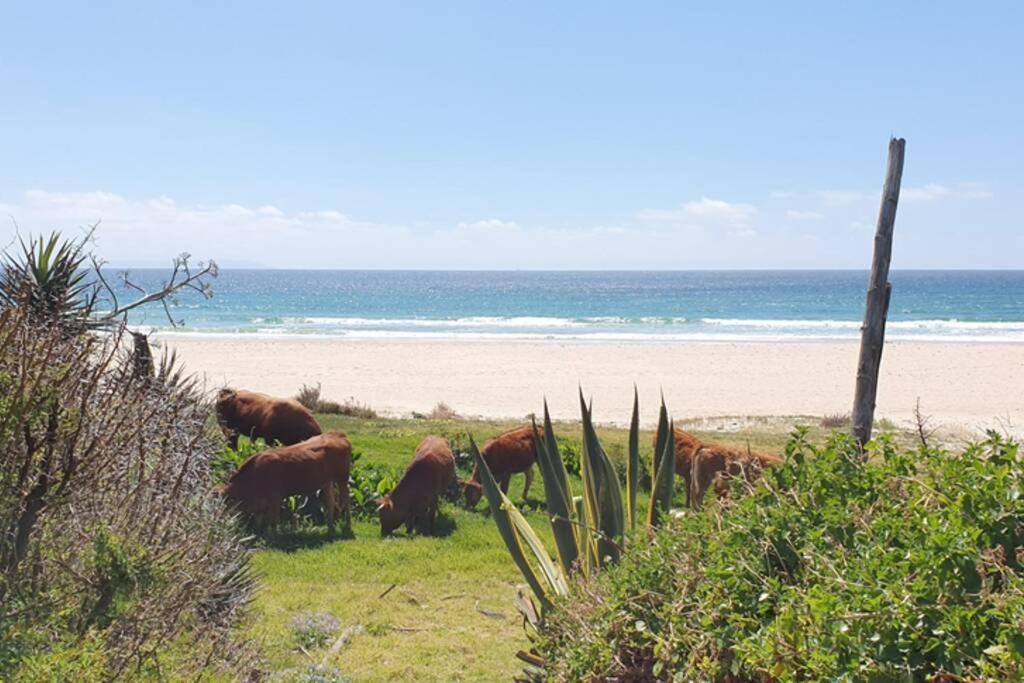 Bolonia Beach Campus Tarifa Dış mekan fotoğraf
